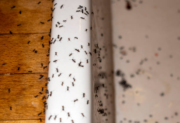 Pest Control Cost in Gladstone, MO