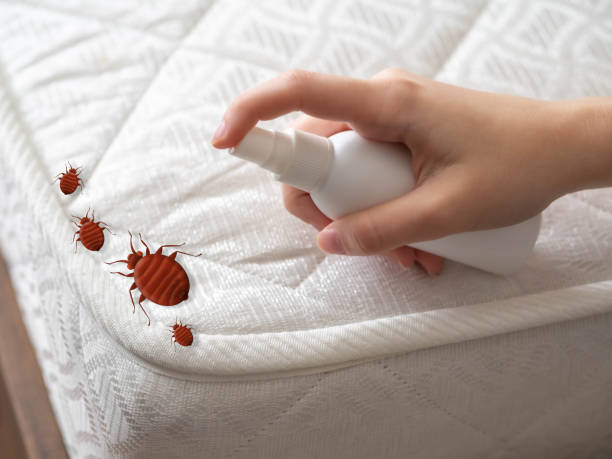 Best Insect Control  in Gladstone, MO